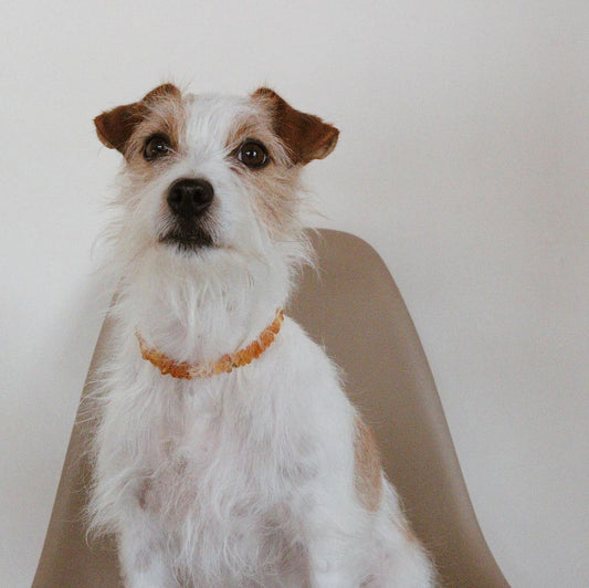Amber Collar for pet -Raw honey- 25cm~31cm