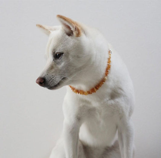 Amber Collar for pet -Raw honey- 35cm~41cm