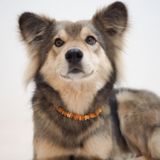 【yq0o1_さま専用ページ】Amber Collar for pet -Raw honey- 25cm~31cm