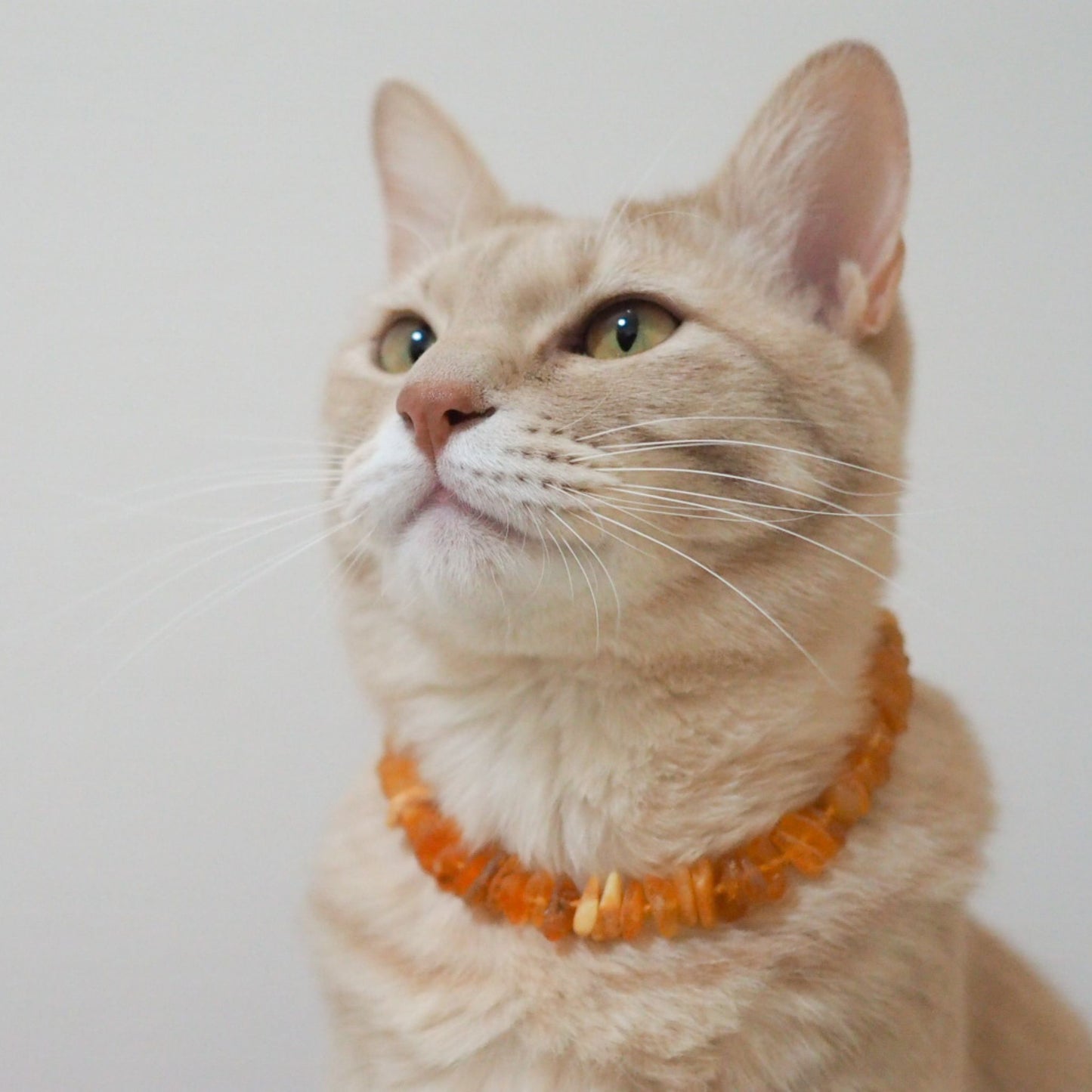 Amber Collar for pet -Raw honey- 25cm~31cm